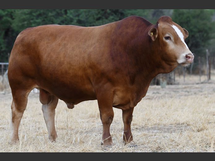 MW21111B | MICA SIMBRA