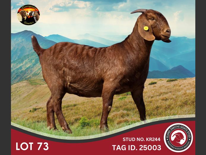 24425003 | ELAND ZAKITHI GOATS STUD