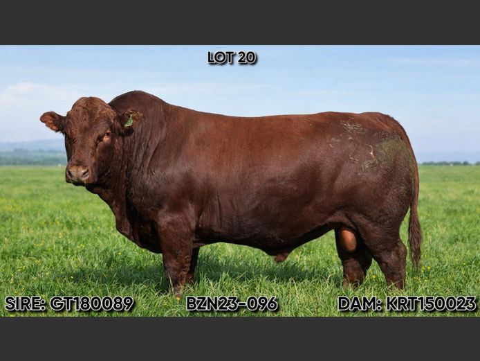 BZN 230096 | BASZOHN CATTLE CO