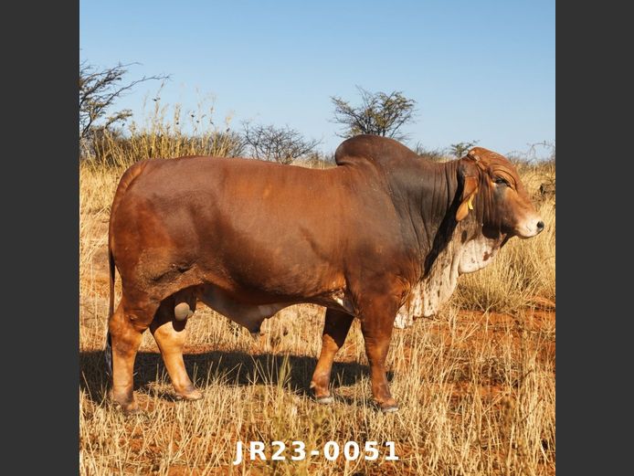 23-0051JR | WETMER BRAHMAN