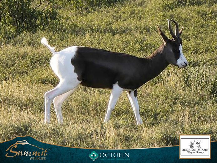 BONT SPRINGBOK RAM