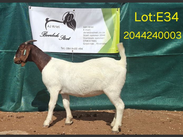 24003 | Grootvlak Boerbokke