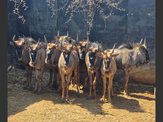 BLOUWILDEBEES | IMPISI SAFARIS