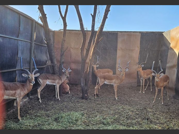 IMPALA | C.P. KLOPPERS