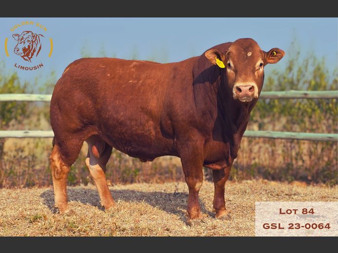 23-0064GSL | GOLDEN SUN LIMOUSIN