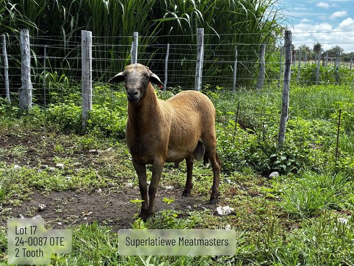 24-0087 OTE | SUPERLATIEWE MEATMASTERS 