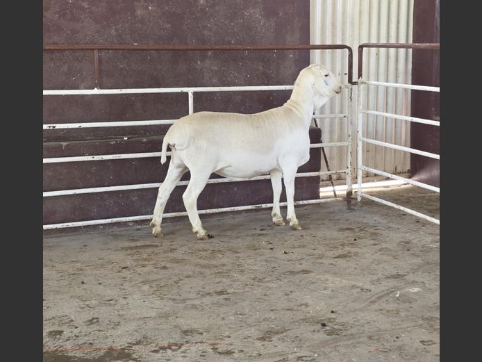 139 25 0145 | MNR. PR WIESE H/A BULBERG BDY