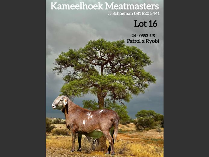 24-0553 JJS | KAMEELHOEK (Joché Schoeman)