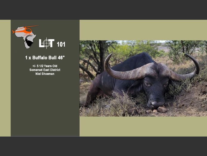Buffalo