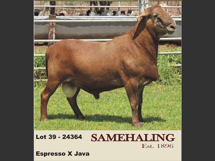 24364-SAM | SAMEHALING MEATMASTERS