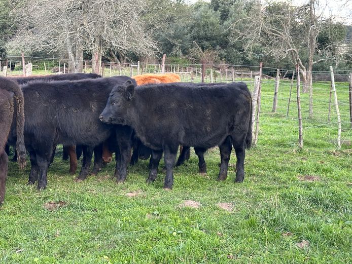 Weaners | Glenfinlas Cattle Co