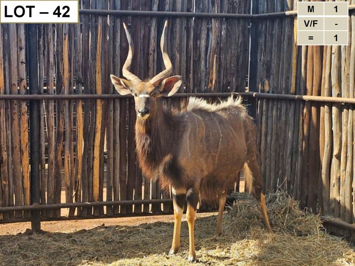 NYALA | ROOIVOOR