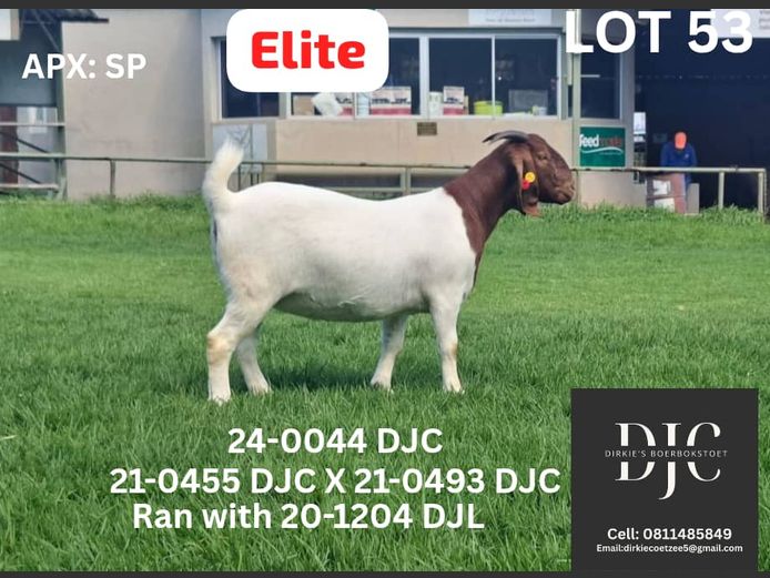 24-0044 DJC | DIRKIE COETZEE