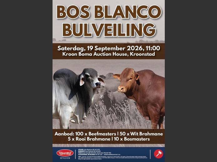 BOS BLANCO BUL VEILING 