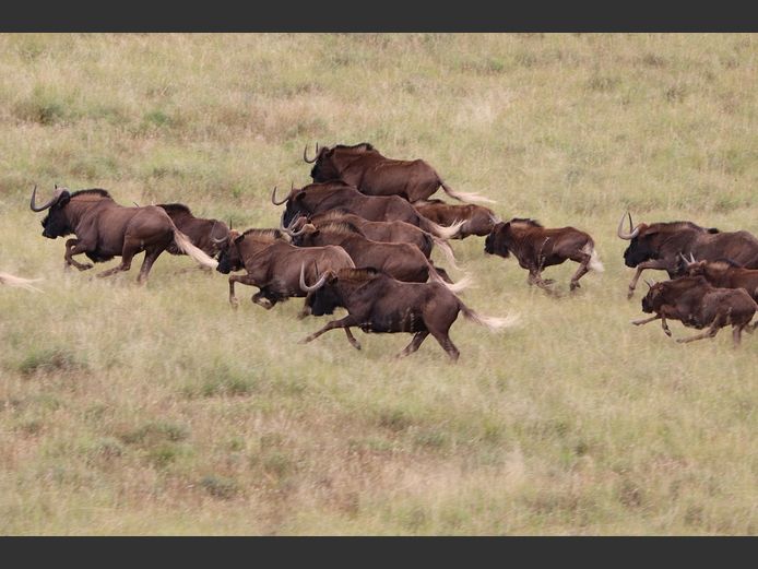 Black Wildebeest Mixed |  SANParks - Mountain Zebra National Park