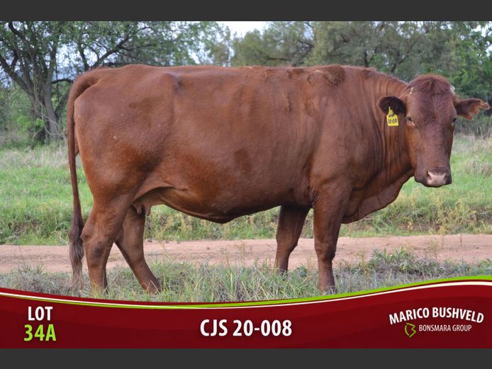 Commercial Animals | Saunders Bonsmaras