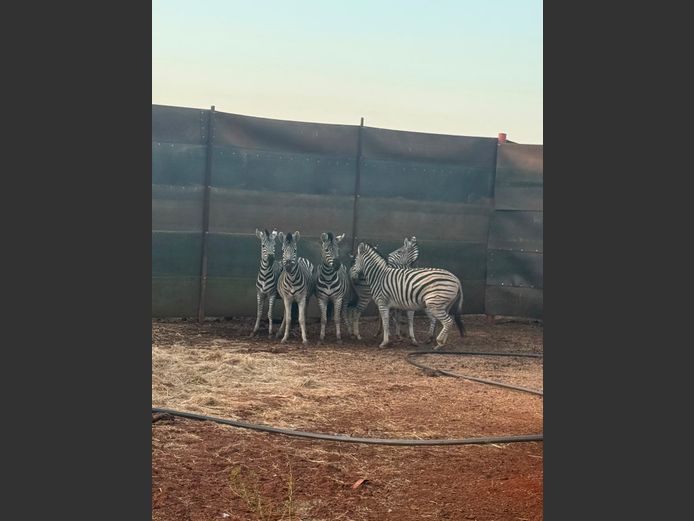 ZEBRA DIJABE