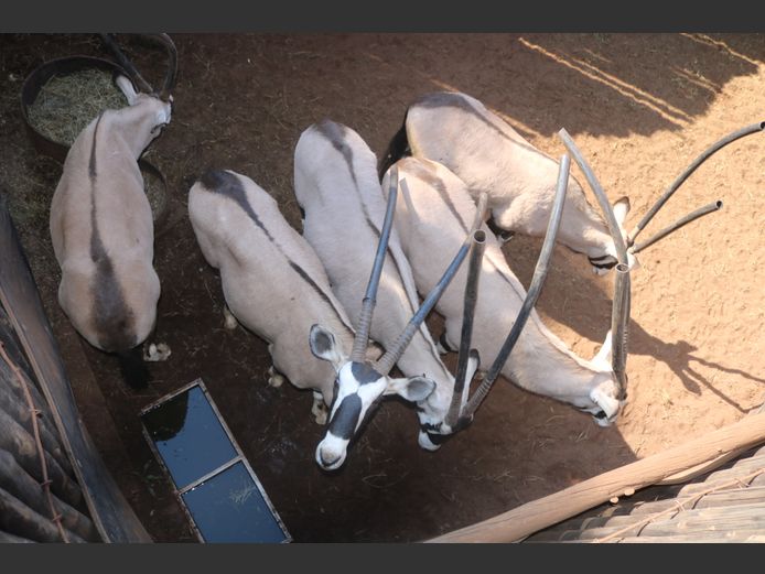 Gemsbokke
