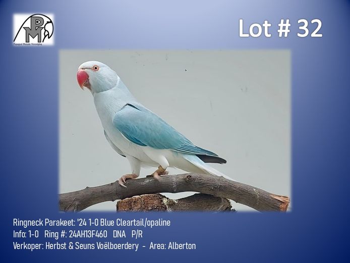 1-0 '24 Ringneck Parakeet: Blue Cleartail/opaline - Herbst & Seuns Voëlboerdery