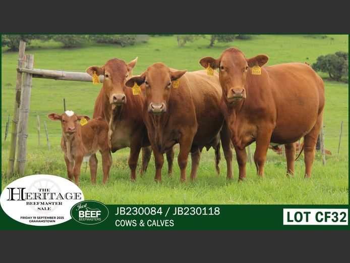 Commercial Animals | Just Beef