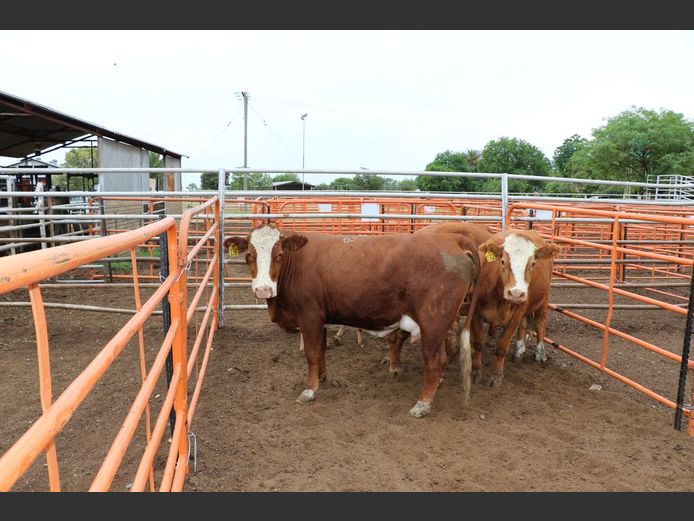 Commercial Animals | JP du Preez