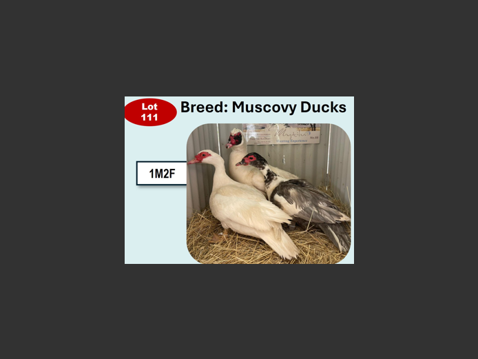 MUSCOVY DUCKS | ANNUAL MYTILUS AND ELOFF