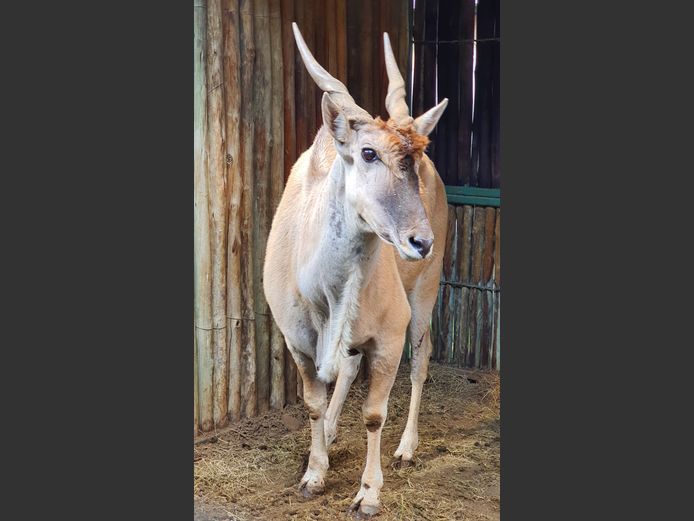 Eland | Amanzi 