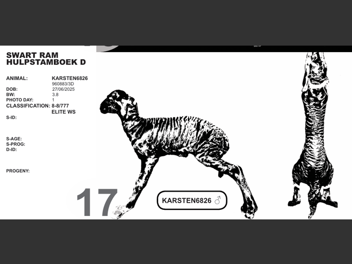 SWART RAM HULPSTAMBOEK D | KARSTEN6826  
♂ 