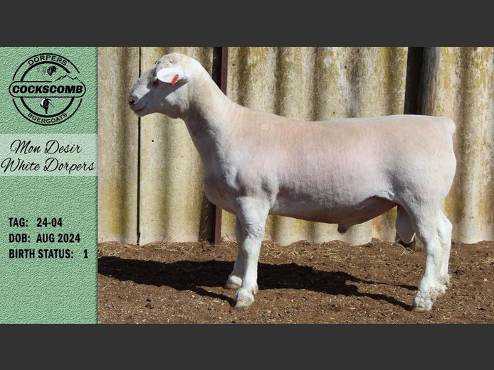 24-04 | Mon Desir White Dorpers