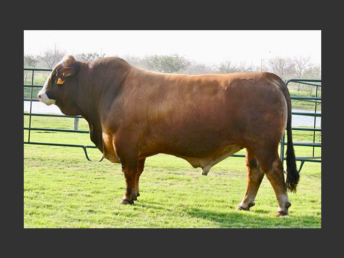 Semen Lot | 2568506 | AMERICAN HERDBOOK - Arcadio