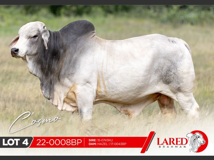 22-0008BP | LARED BRAHMAN 
