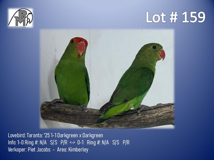 1-1 '25 Lovebird: Taranta: Darkgreen x Darkgreen - Piet Jacobs