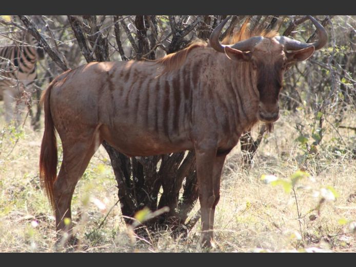 Goue Wildebees