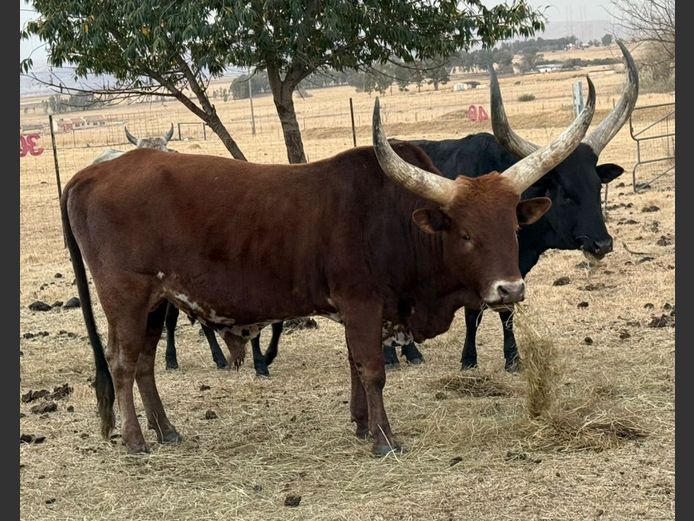 Ankole | Alex Horne 