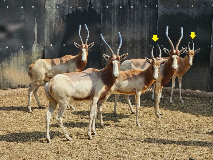 YELLOW BLESBOK | 3-SOUTH BDY