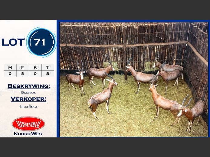 Blesbok