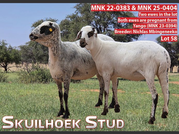 MNK 22-0383 | MNK 25-0404 | NICHLAS MBINGENEEKO