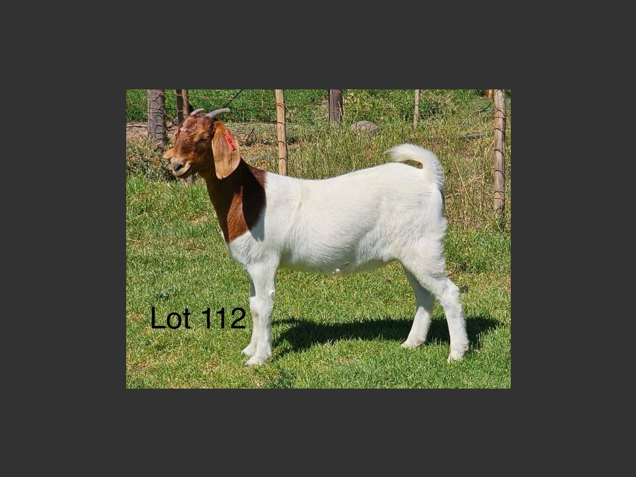 images