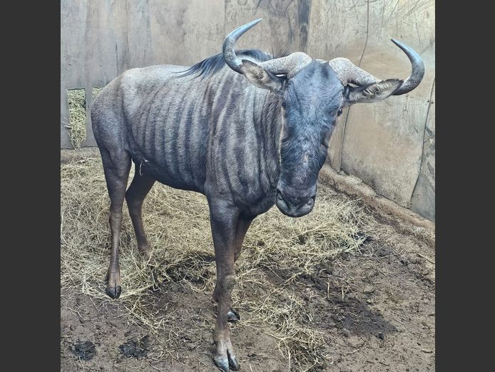 BLUE WILDEBEEST | DAGBREEK