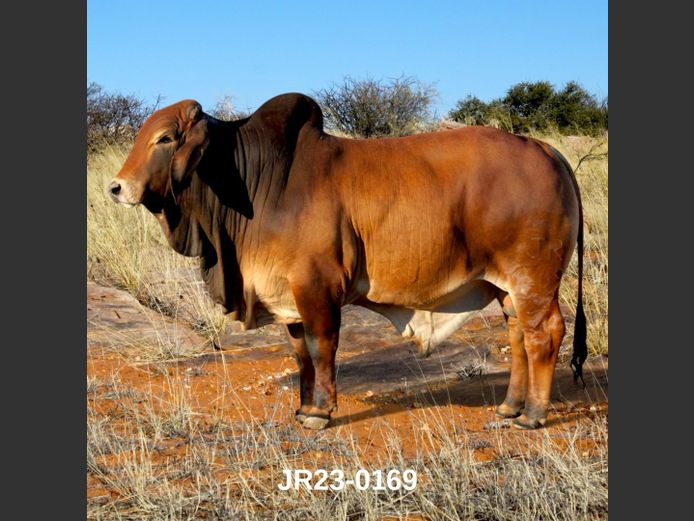 23-0169JR | WETMER BRAHMAN