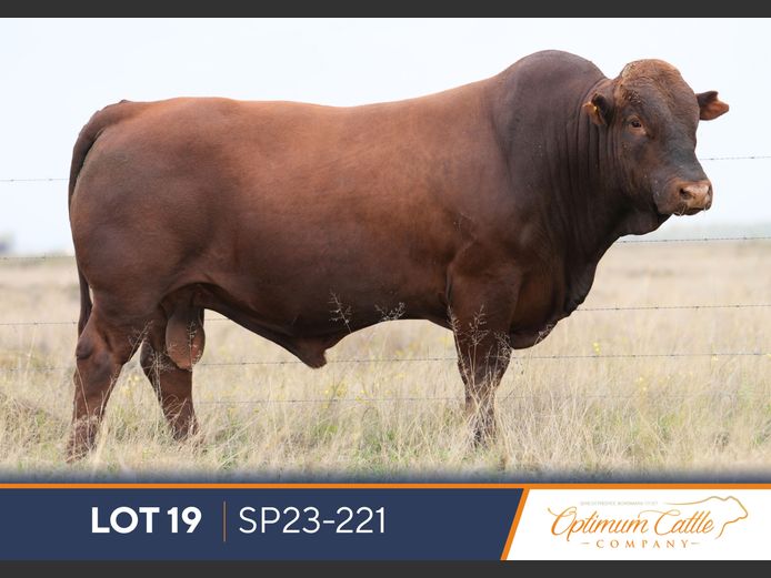SP230221 | OPTIMUM BONSMARA