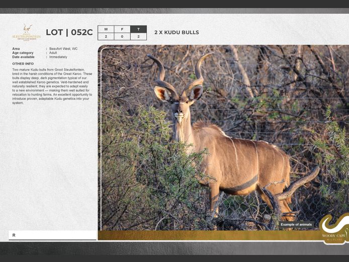 Kudu | Groot Sleutelfontein (Pty) Ltd.