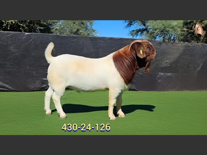 430240126 | Booysen Boerbokstoet