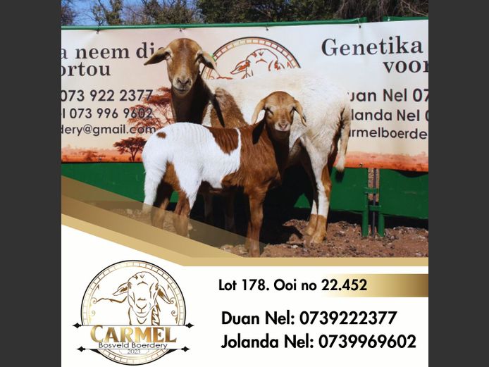 22-452 | CARMEL BOSVELD BOERDERY
