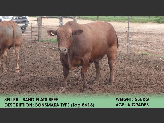 Bonsmara Type  (Tag 8616) | Sand Flats Beef