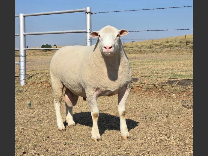 MK 24 0050 | M. KLOPPER