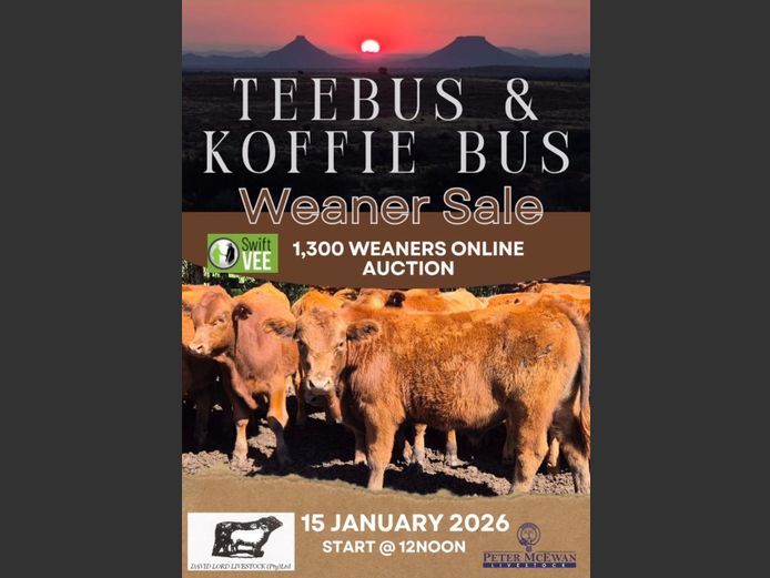 Lot 1A | KOFFIEBUS & TEEBUS WEANER SALE | SwiftVEE | South Africa’s ...