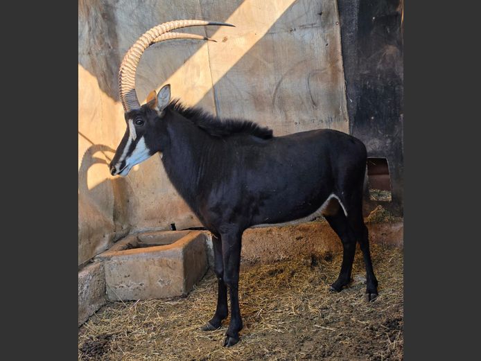 SABLE | ZEEKOEVALLEY