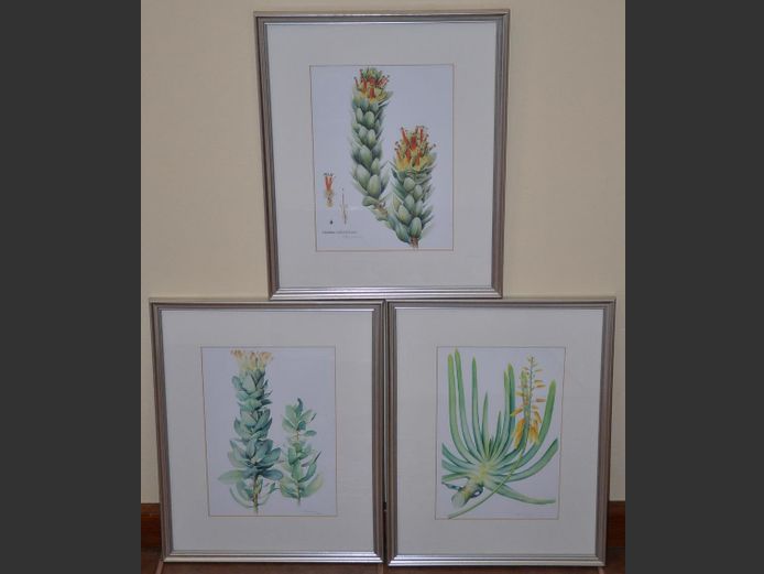 SET OF 3 FRAMED BOTANICAL PRINTS, 27 x 19.5cm