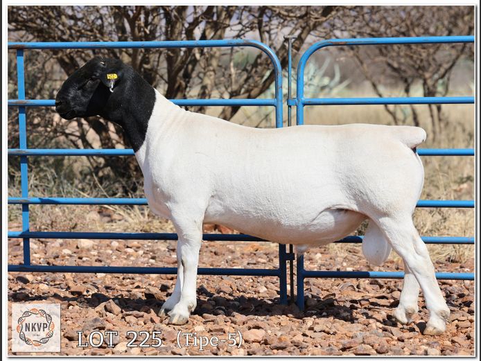 2052 24 0245 | MNR. LOUIS VAN RENSBURG